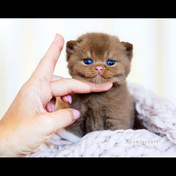 Meet your Posher, Serena - Picture 1 of 1